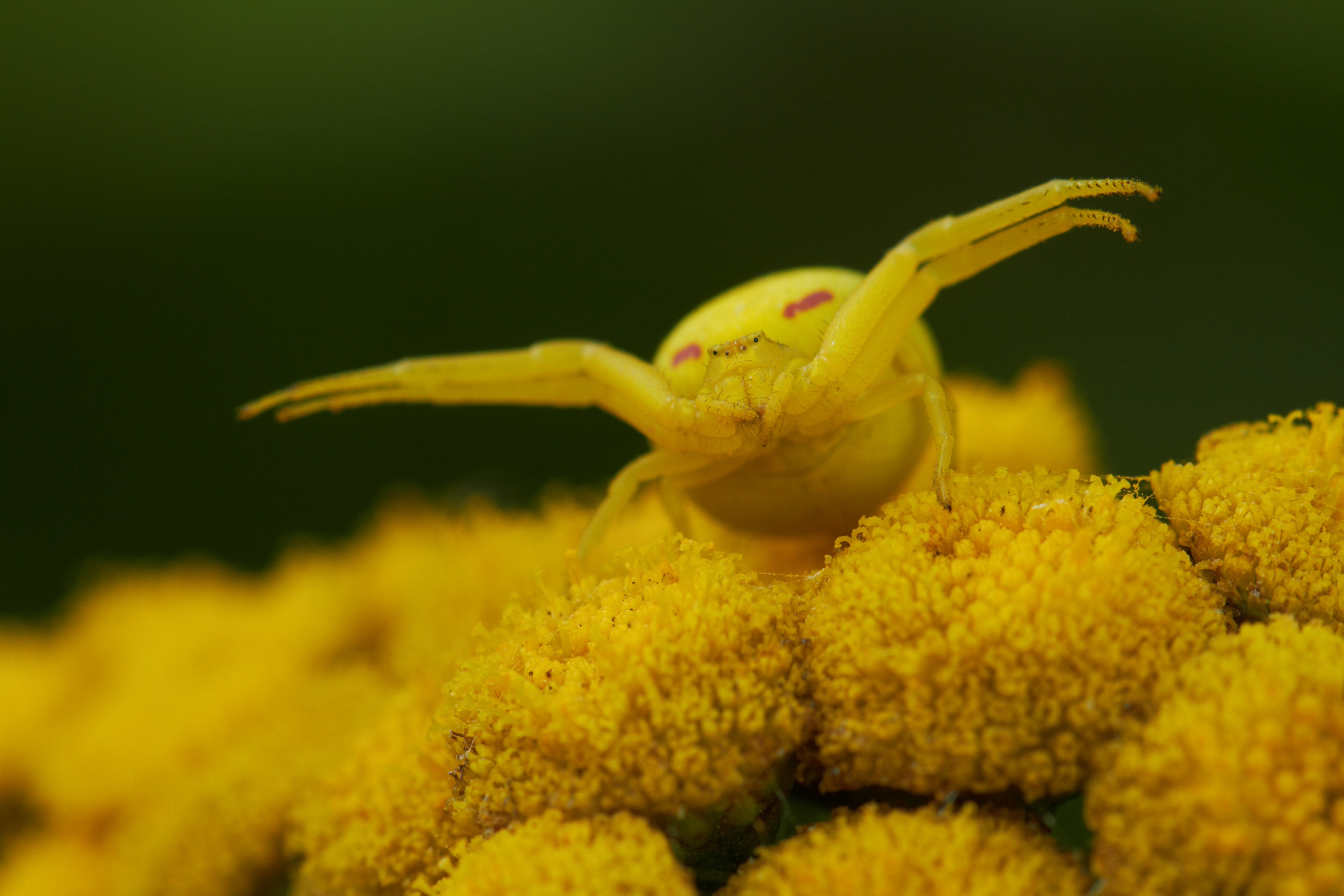 Misumena vatia   Veränderliche Krabbenspinne   0134